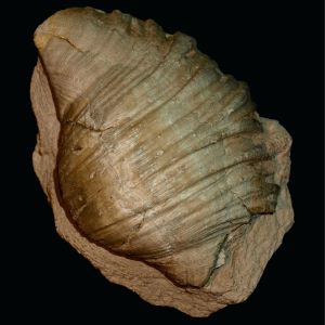 Gigantoproductus_sp_ramienionóg_Rosja_82